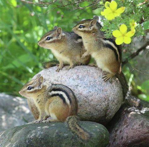 Chipmunk Baby Trio Photograph by Marsha Ewing