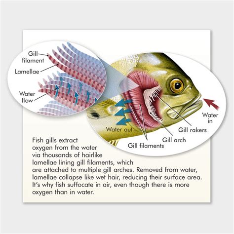 Fish gill structure graphic – drawnbydawn