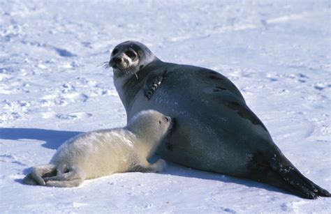 Harp seal | Arctic Mammal, Adaptations & Conservation | Britannica