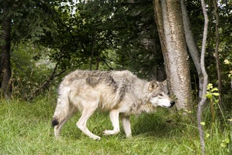 Wolf Hunting Prey stock photo. Image of predator, standing - 26349710