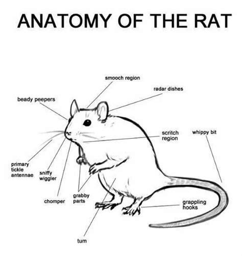 diagram of rat - Google Search | Rats, Pet rats, Baby rats