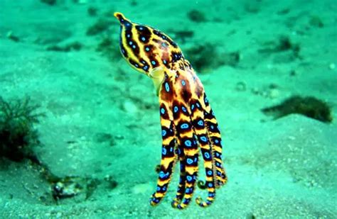 Blue Ringed Octopus - Description, Habitat, Image, Diet, Interesting Facts