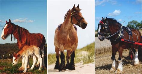 What is the smallest draft horse breed