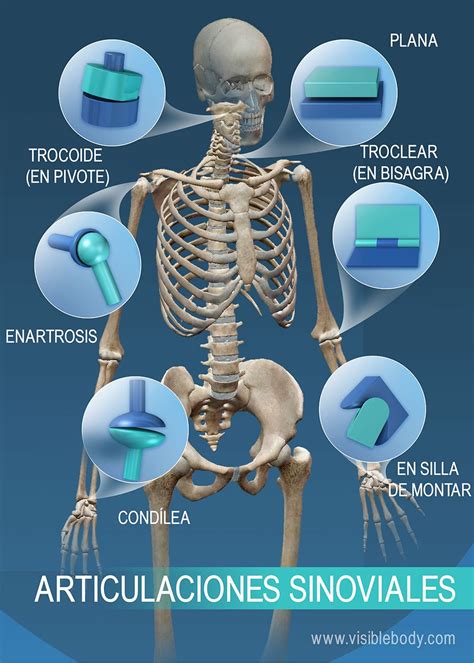 Aprenda anatomía del esqueleto | Articulaciones y ligamentos