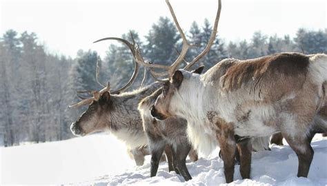 What Are the Adaptations for Animals to Survive in the Taiga? | Sciencing