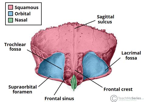 The Frontal Bone - Landmarks - Articulations - TeachMeAnatomy