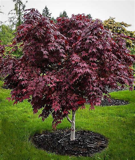 Purple Ghost Japanese Maple For Sale Online | The Tree Center