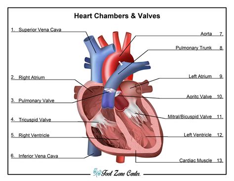 Chambers & Valves | Foot Zone Center