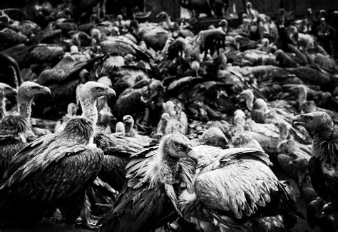 NSFW: Fed to the Vultures… Tibetan Sky Burials - CVLT Nation