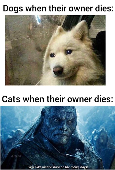 Dogs vs Cats : r/memes