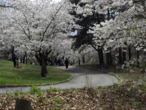 High Park Cherry Blossoms | Rotary Club of Parkdale-High Park-Humber