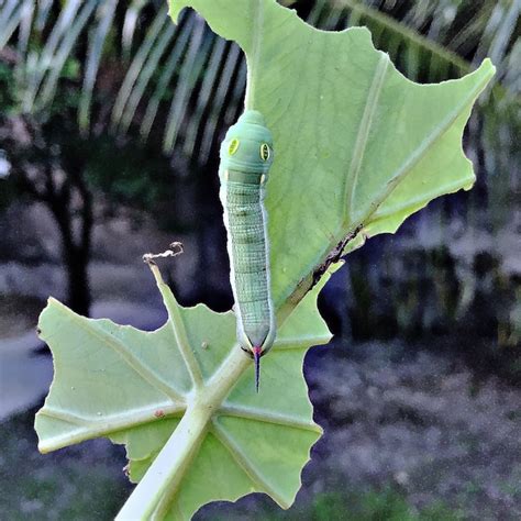 Premium Photo | Close-up of caterpillar on leaf