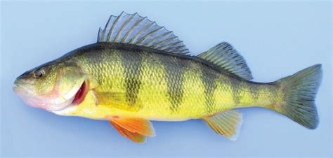 Freshwater Perch Fish