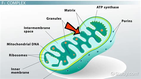 ATP Synthase | Definition, Function & Location - Lesson | Study.com