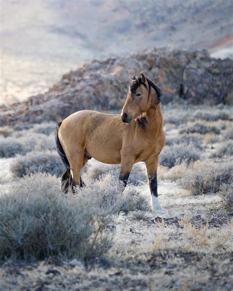 Mustang Beautiful Buckskin Horse - Beautiful Buckskin Gelding Expired ...