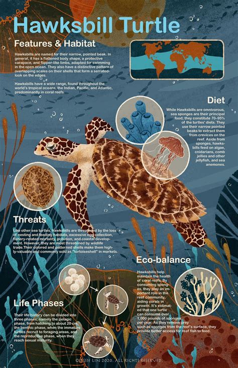 Endangered animals, part 4: The hawksbill sea turtle | Marine biology ...