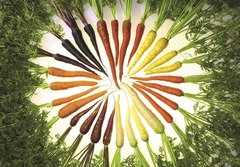 How to make a carrot purple – GROW magazine