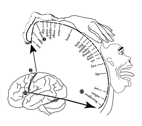 The Brain | in Chapter 02: Human Nervous System