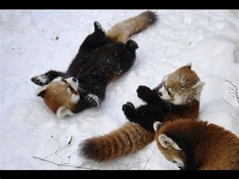 Play Fighting Red Pandas in the Snow | Red Panda Kids