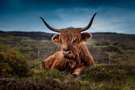 Where to See Highland Cows in Scotland | Inspiring Travel Scotland