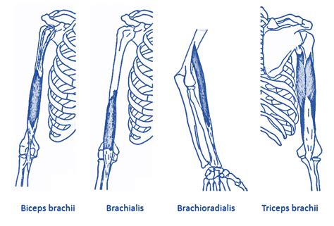 Level 3 (68) Exercise and Fitness Knowledge: The elbow joint ...