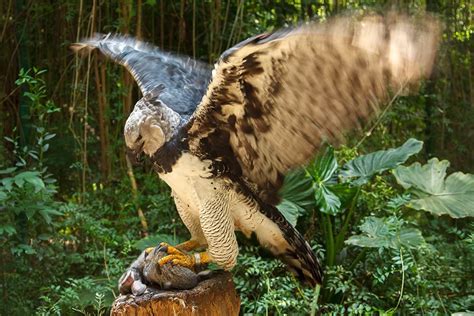 Harpy Eagle Wingspan: How Big It Is & How It Compares To Other Birds ...