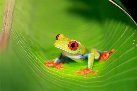 Red Eyed Tree Frog Habitat