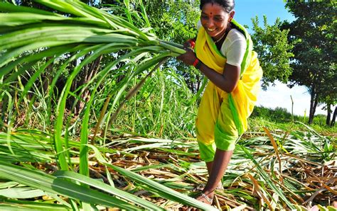 Agroforestry: Systems, Practices and Technologies | TechGape