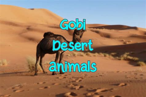 30 Animals in The Gobi Desert (with Pictures)