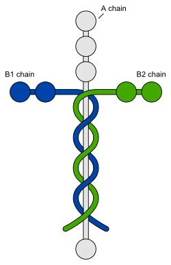 Laminin & The Cross | Answers in Genesis