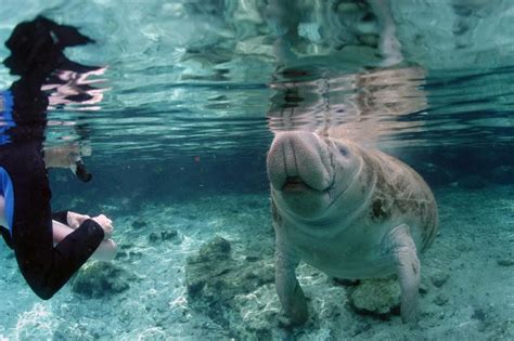 How to Help Manatee Conservation Efforts at Home | Discover Crystal River