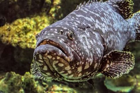 The Atlantic Goliath Grouper: Characteristics and Habitat - My Animals