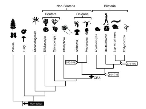 Figure 1: Phylogenetic relationships among major metazoan lineages. The ...