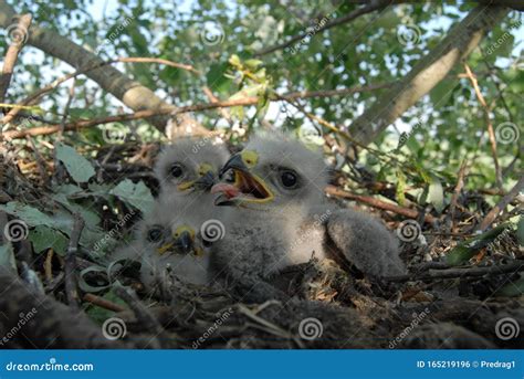 Young White-tailed Eagle Chicks in the Nest Stock Photo - Image of head ...