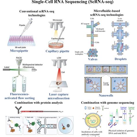 Schematic diagram of single-cell RNA sequencing and its combination ...