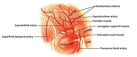 Cureus | The Supratrochlear Artery Revisited: An Anatomic Review in ...