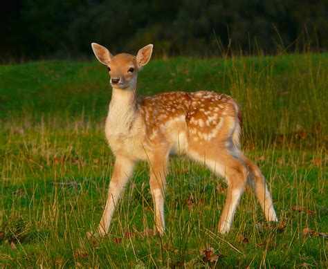 Fallow Deer Fawn | Not sure when the babies are born this on… | Flickr