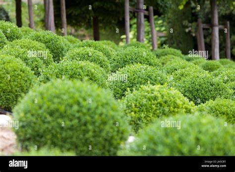 garden, ball, hedge, decoration, round, beautiful, beauteously, nice ...