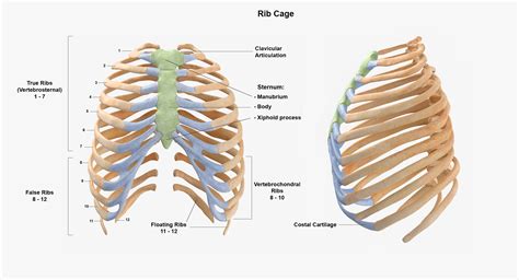 Thoracic Spine And Rib Cage