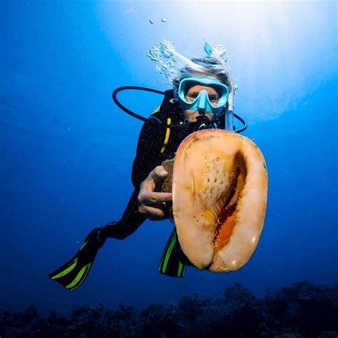 Coral Reef Dives | Best Oahu Ocean Activities & Tours