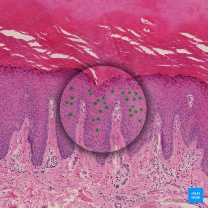 Anatomy and histology of keratinocytes | Kenhub