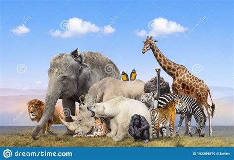 Wild Animals Group On Blue Sky Background Stock Image - Image of ...