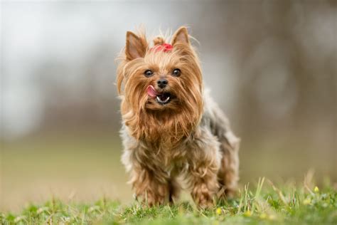 Can A Yorkie And Terrier Mix Live Together