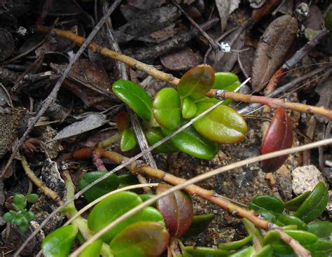 Vaccinium vitis-idaea (mountain cranberry): Go Botany