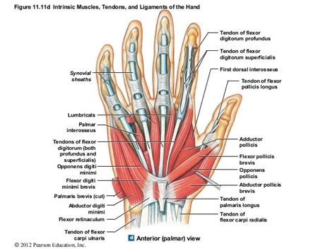 Figure 11.11d Intrinsic Muscles, Tendons, and Ligaments of the Hand ...