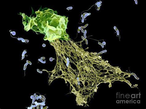 Neutrophil Extracellular Trap Photograph by Science Photo Library ...