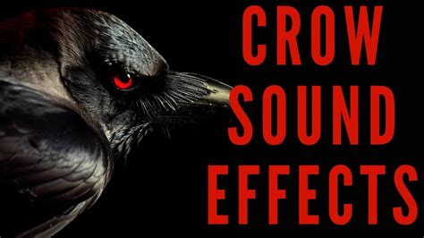 CROW SOUND EFFECTS - Crow Sound | maktub_ytv - YouTube