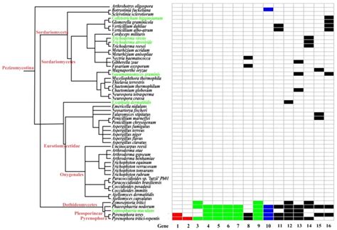 Species tree constructed from the taxonomy database of NCBI along with ...