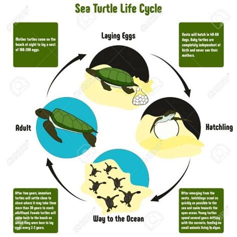 Sea Turtle Diagram | Turtle life cycle, Sea turtle life cycle, Turtle life