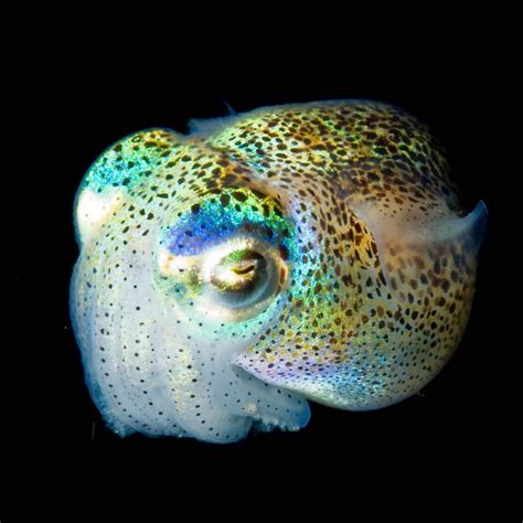 This cute little guy is a bobtail squid, also known colloquially as a ...